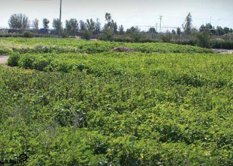 �������ɻ: ��� ������� �� ���� ����� �������� ��� ��� �� �������