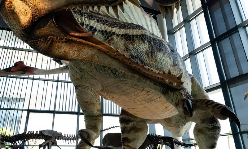 ���� ����� ������� ������ �������